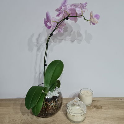 Orquideas + Maceta Pecera