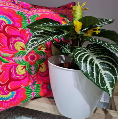 Planta Aphelandra