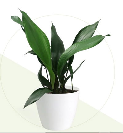 Aspidistra en Maceta 