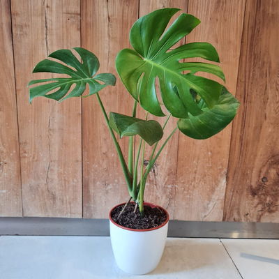 Monstera en Maceta