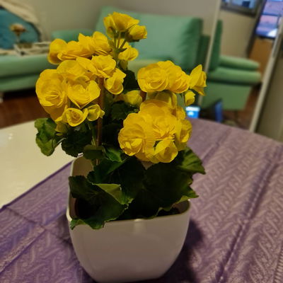 Begonia de la Paz con maceta 