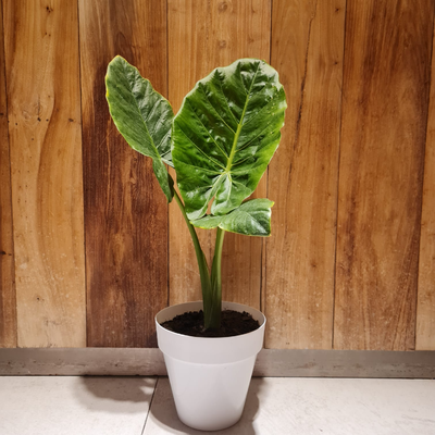 Alocasia ( oreja de elefante ) 