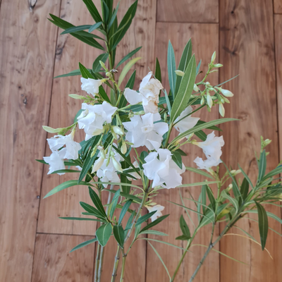 Nerium Oleander ?