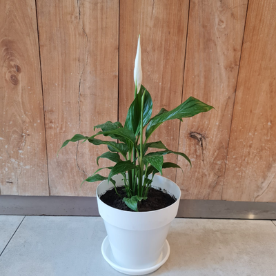 Spathiphyllum