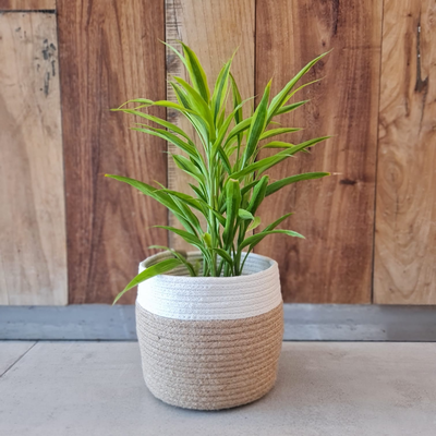  Dracena sanderiana/ Bambú de la suerte - 