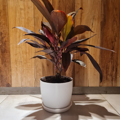 Rubra Cordyline