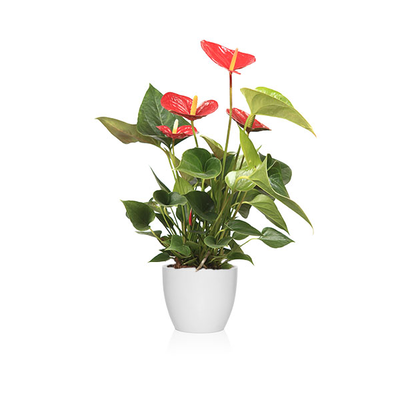 Anthurium en maceta