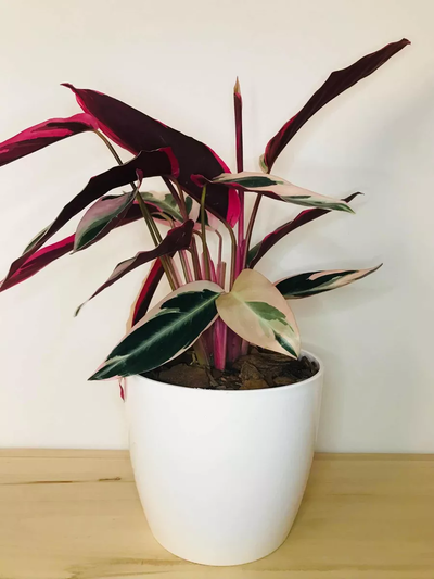  Calathea Triostar - Marantha Ktenante en maceta 