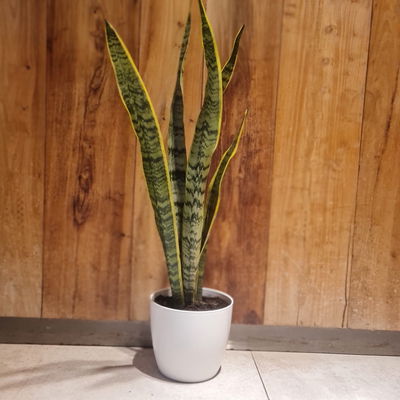  SANSEVIERIA /  San Jorge / Legua de suegra /