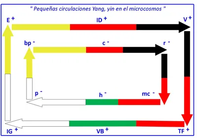 Lámina de Circulaciones yin y Yang en el Microcosmos