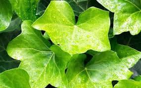 Hedera Helix 100 gr