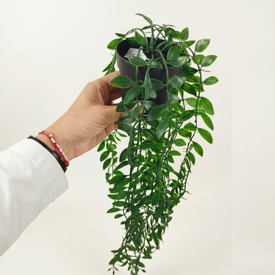 Planta Colgante Artificial 65cm con Maceta Decorativa