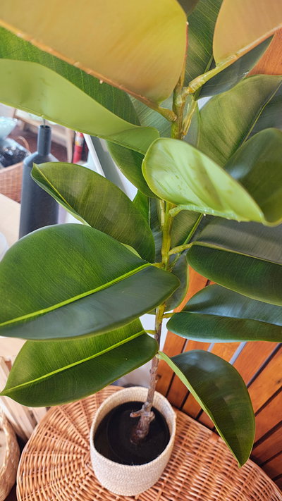 Planta Artificial Decorativa Ficus Gomero 120 Cm