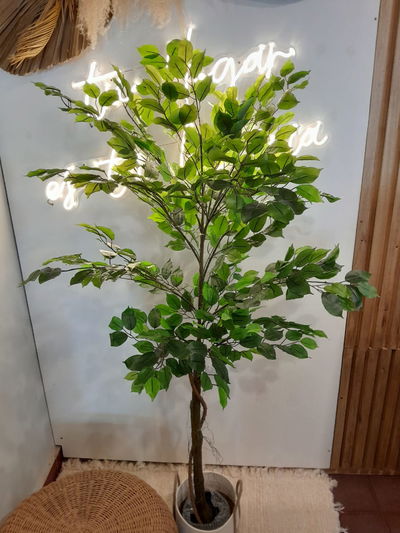 Planta Artificial Decorativa Árbol Ficus Benjamina 160 Cm