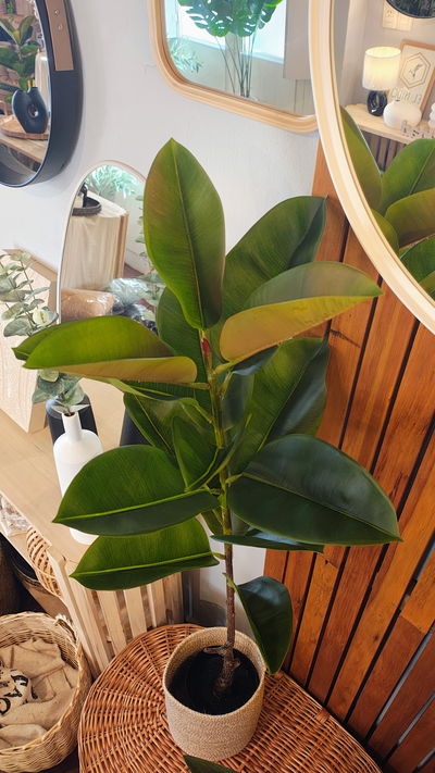 Planta Artificial Decorativa Ficus Gomero 120 Cm