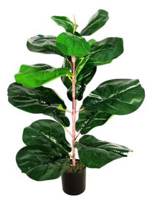 FICUS 60CM