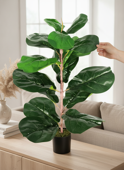 FICUS 60CM