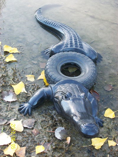 Yacaré Negro