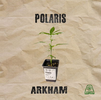 Esqueje Polaris Arkham 