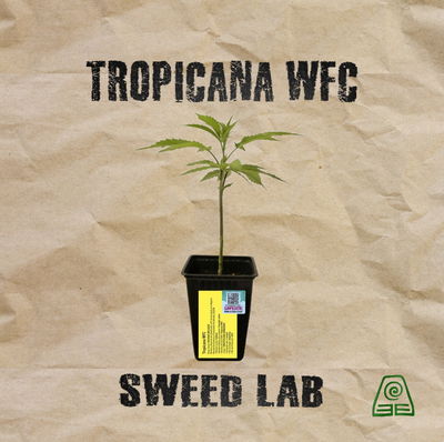 Esqueje Tropicana WFC Sweed Lab