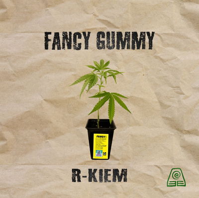 Esqueje Fancy Gummy R-kiem 