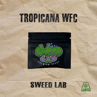 Semillas Tropicana WFC – Sweed Lab x4 Feminizadas