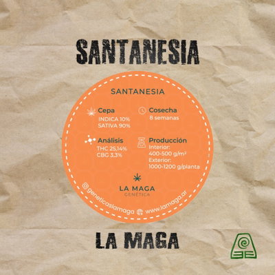 Semillas Fotoperiódica Fem Santanesia x 5 La Maga