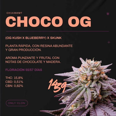 Esqueje Choco OG - 1439