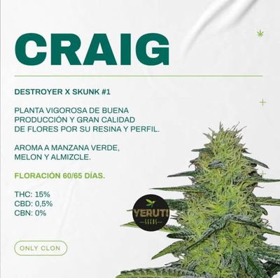 Esqueje Craig - 1439