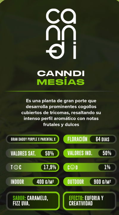 Esqueje Mesias Canndi Clon Factory