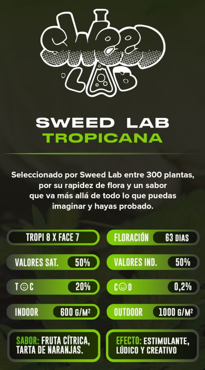Esqueje Tropicana WFC Sweed Lab BEIJA FLOR