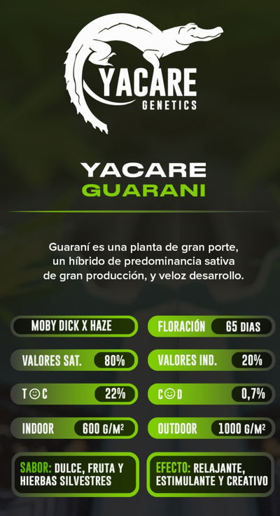 Esqueje Guarani Yacare Clon Factory