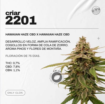 Esqueje 2201 Hawaiian Haze CBD CRIAR