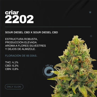 Esqueje 2202 Sour Diesel CBD Criar