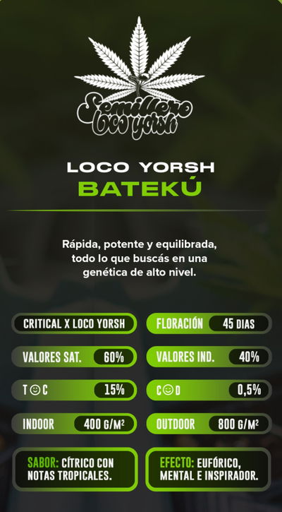 Esqueje Bateku Loco Yorsh Clon Factory