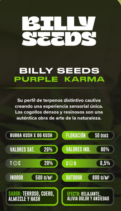 Esqueje Billyseeds BSOD74 Purple Karma