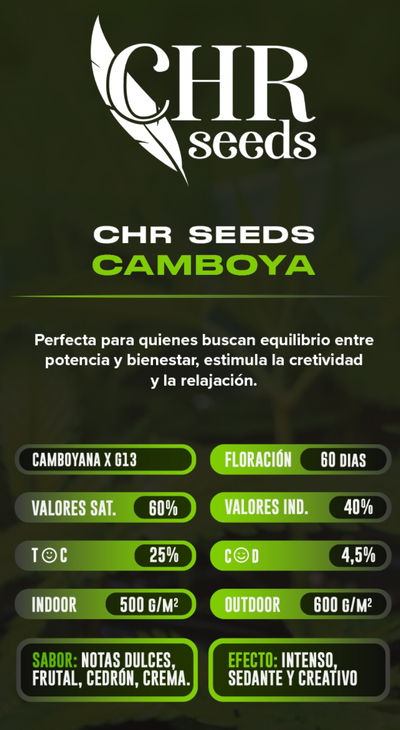 Esqueje Camboya CHR seeds Clon Factory