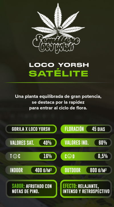 Esqueje Satelite Loco Yorsh Clon Factory