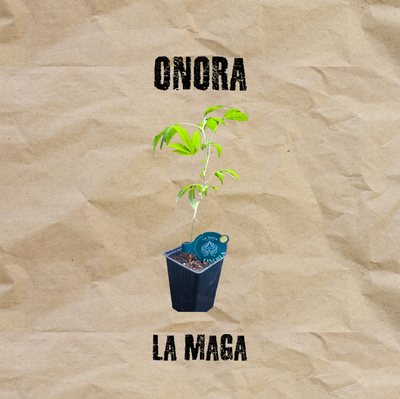 Clon Onora Esqueje La Maga