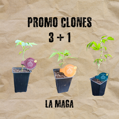 Promo Clones 3 + 1 Esquejes La Maga