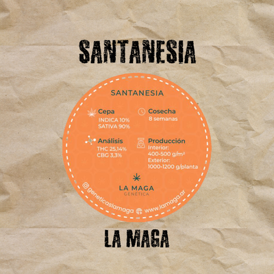 Clon Santanesia Esqueje La Maga