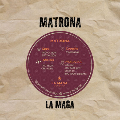 Clon Matrona Esqueje La Maga
