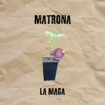 Clon Matrona Esqueje La Maga