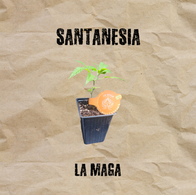 Clon Santanesia Esqueje La Maga