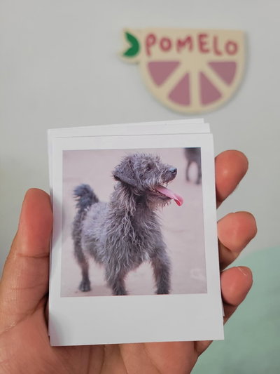 Fotos polaroid (pack x8 fotos)