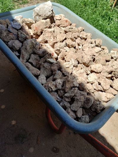 Tosquita blanca 