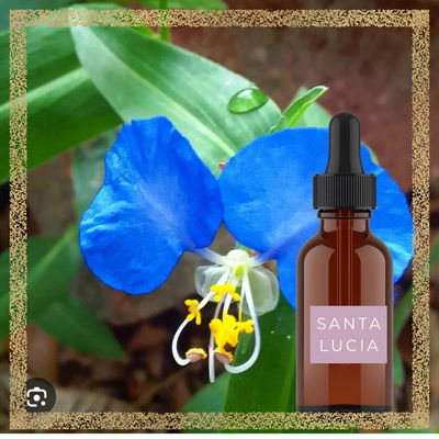 Esencia Floral Santa Lucia 15 ml