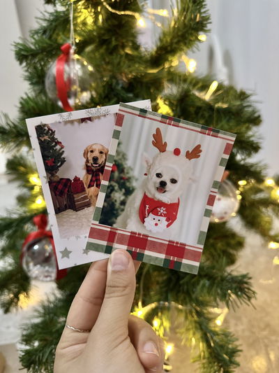 Polas Navideñas 8x10