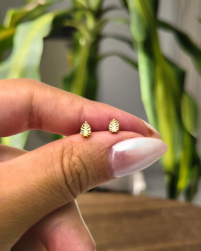 Pasantes Monstera AD