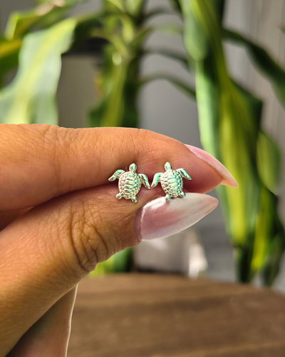 Abridores Tortuga PL